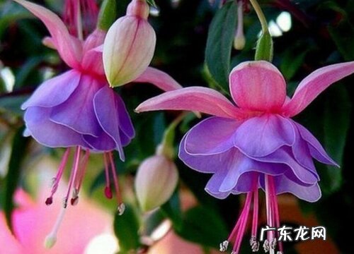 吊钟花又叫什么名字