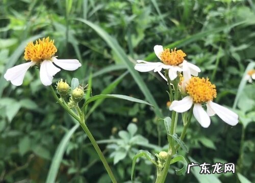 太阳花又叫什么花
