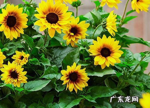 太阳花又叫什么花