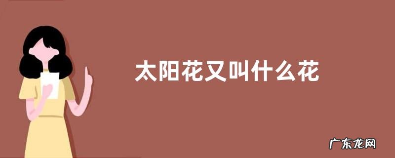 太阳花又叫什么花