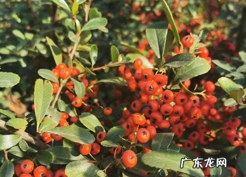 刺冬青又叫什么树