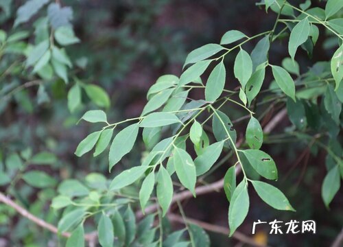 刺冬青又叫什么树