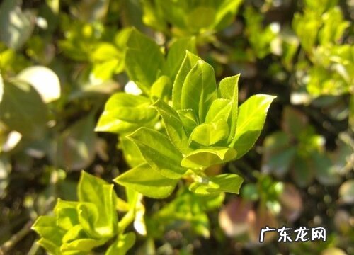 刺冬青又叫什么树