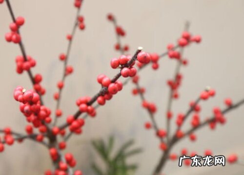 刺冬青又叫什么树