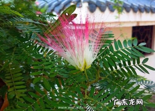 合欢树什么时候种植最好