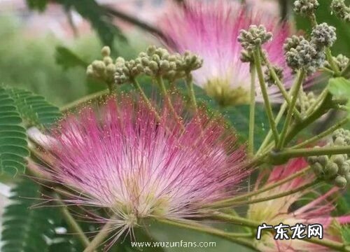 合欢树什么时候种植最好