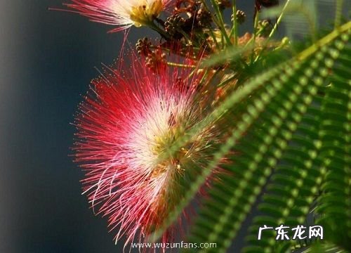 合欢树什么时候种植最好