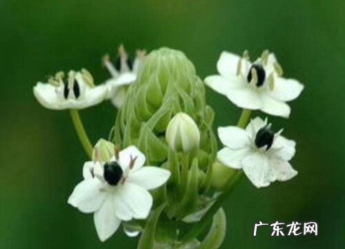 伯利恒之星又叫什么花