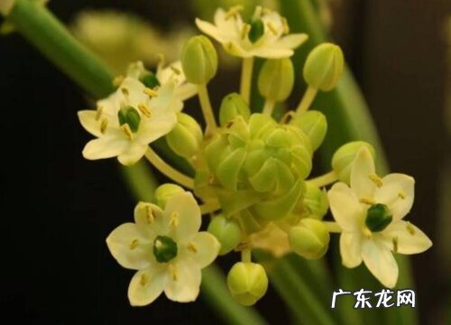 伯利恒之星又叫什么花