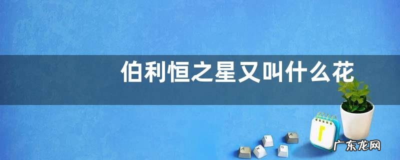 伯利恒之星又叫什么花