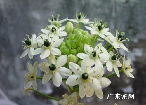 伯利恒之星又叫什么花