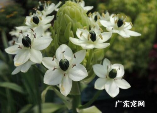 伯利恒之星又叫什么花