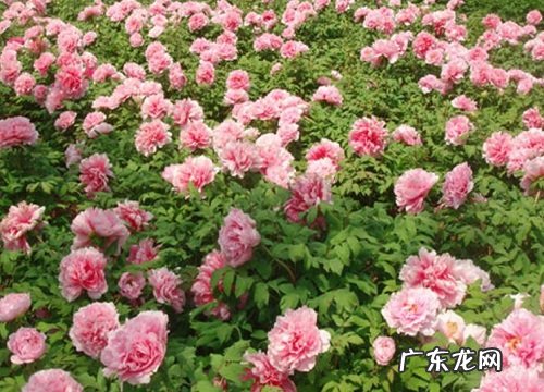 牡丹花是什么季节开的花