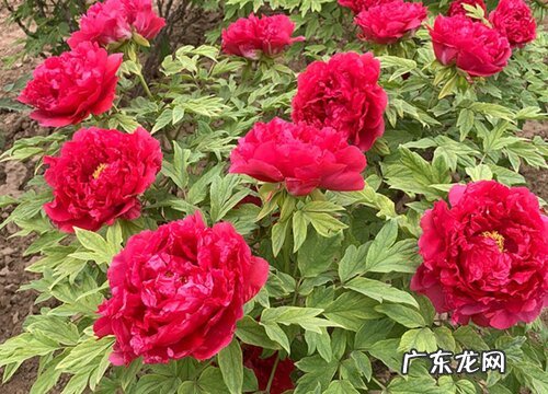 牡丹花是什么季节开的花