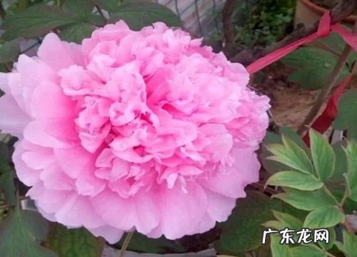 牡丹花是什么季节开的花