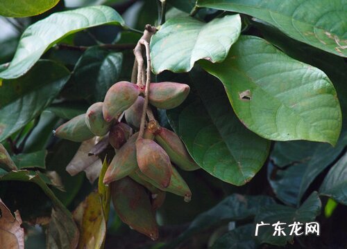 王老吉树又叫什么树