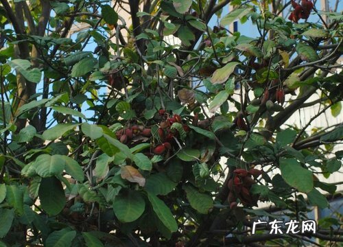 王老吉树又叫什么树