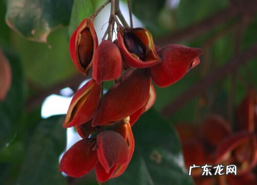 王老吉树又叫什么树