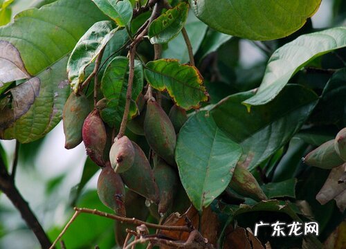 王老吉树又叫什么树