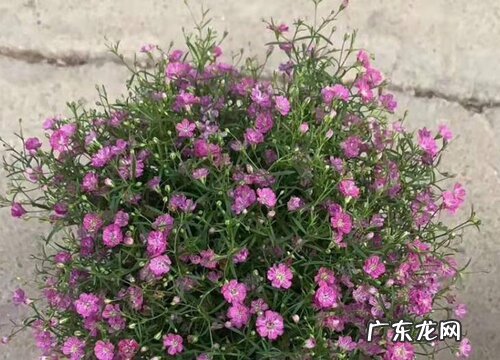 满天星种子怎么种植