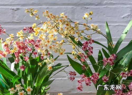 兰花养几年开花