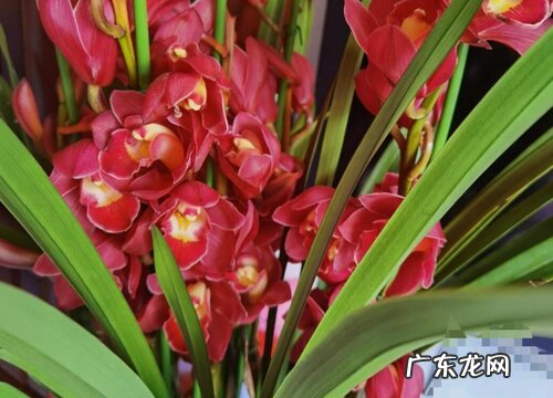 兰花养几年开花