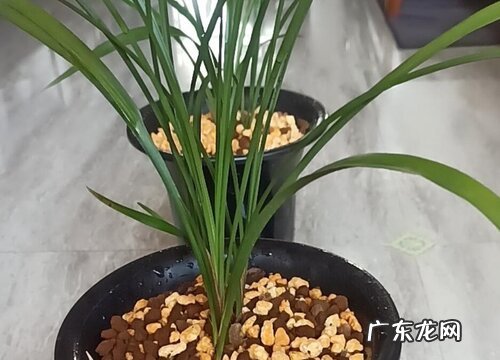 兰花养几年开花