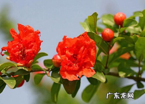 石榴花是什么季节开的花