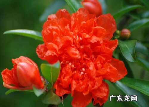 石榴花是什么季节开的花