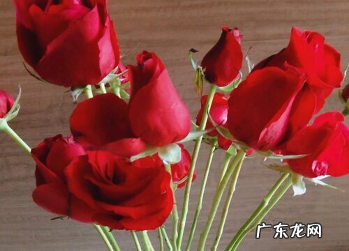 玫瑰花是什么季节开的花