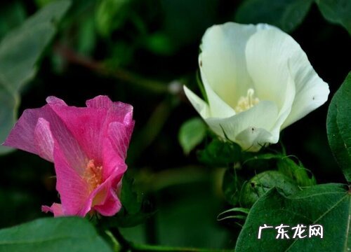 棉花是什么季节开的花
