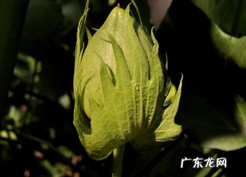 棉花是什么季节开的花