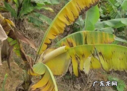 香蕉黄叶病的原因及治疗处理方法