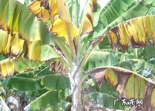香蕉黄叶病的原因及治疗处理方法