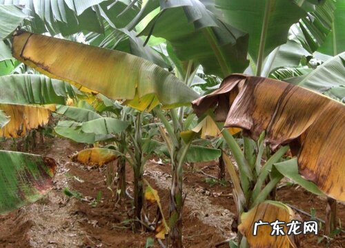 香蕉黄叶病的原因及治疗处理方法