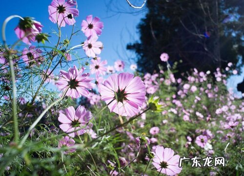 不喜欢光花卉有哪些