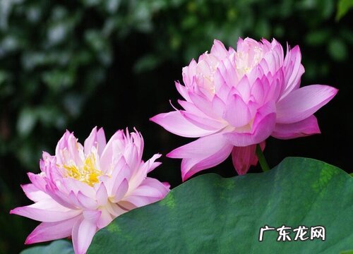 食用花的植物有哪些