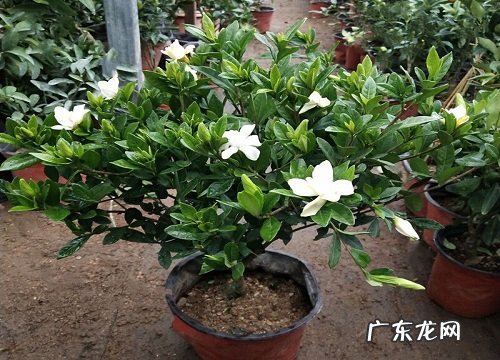 食用花的植物有哪些