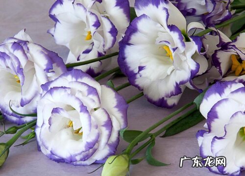 花期长花卉有哪些