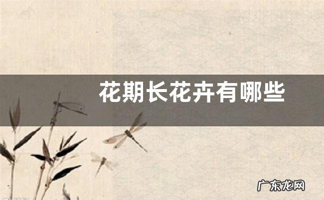 花期长花卉有哪些