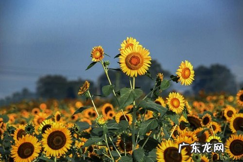 向日葵种子怎么催芽 快速催芽方法