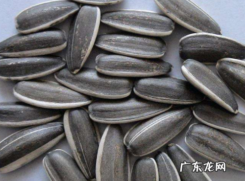 向日葵种子怎么催芽 快速催芽方法