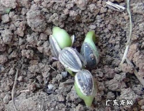向日葵种子怎么催芽 快速催芽方法