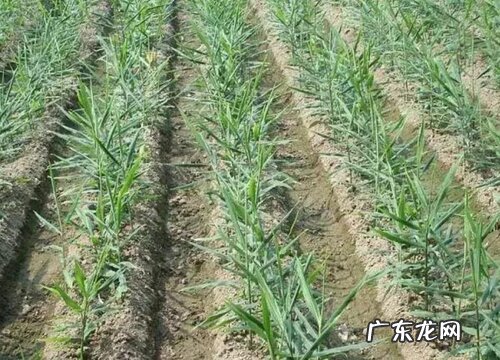 生姜适合什么地方种植