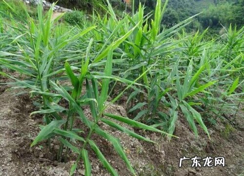 生姜适合什么地方种植