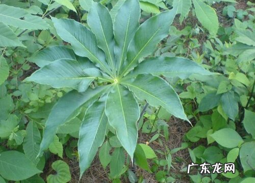 七叶一枝花又叫什么名字