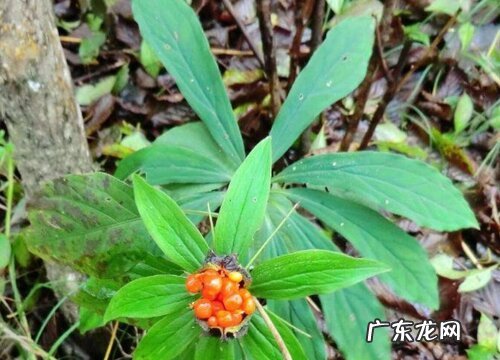 七叶一枝花又叫什么名字