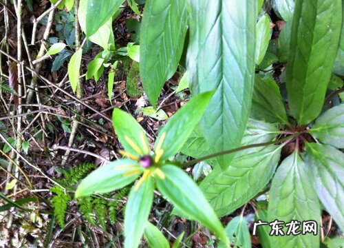 七叶一枝花又叫什么名字