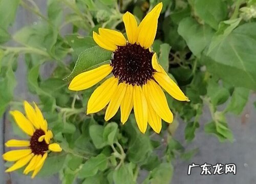 全日照花卉有哪些