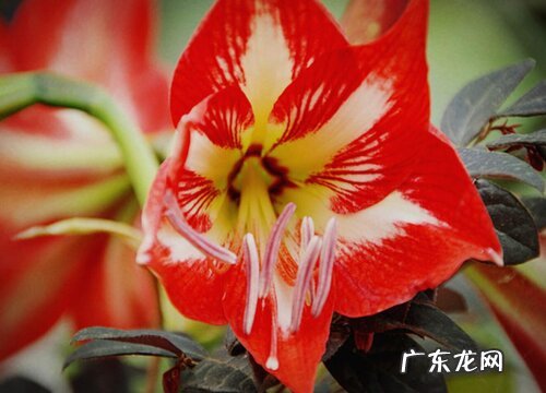 对子红又叫什么花